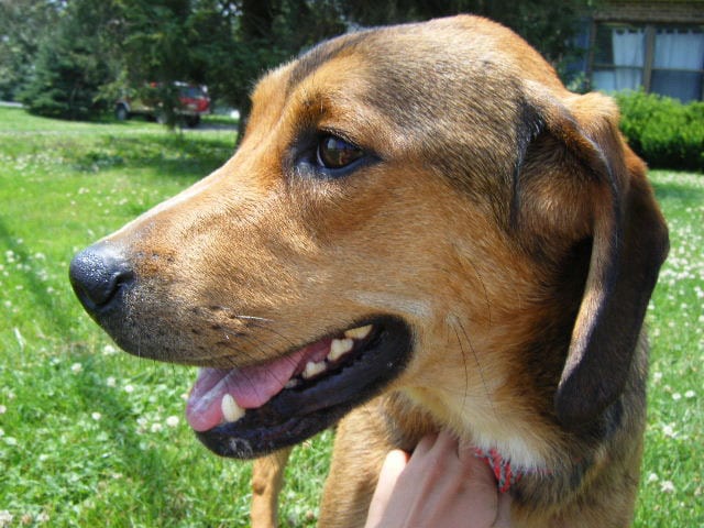 Three legged Ohio dog available for adoption