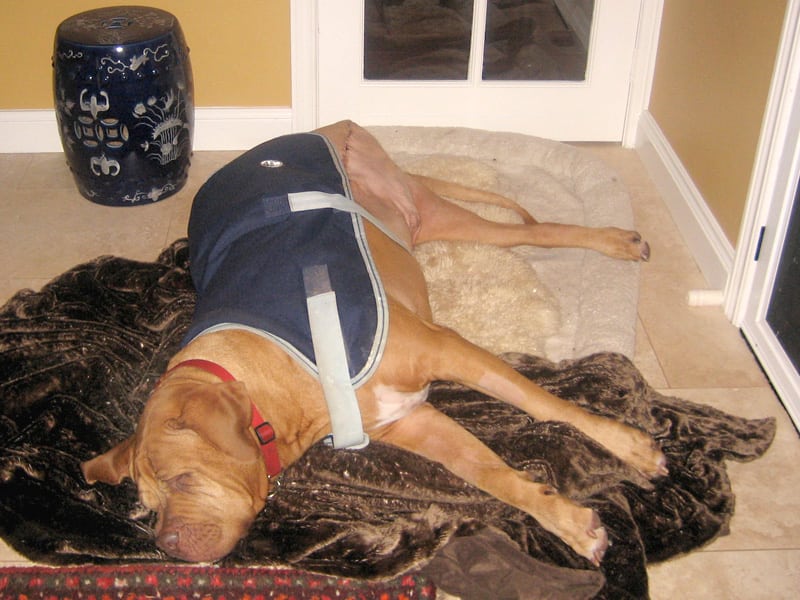 Three Legged Cancer Dog French Mastiff Butch