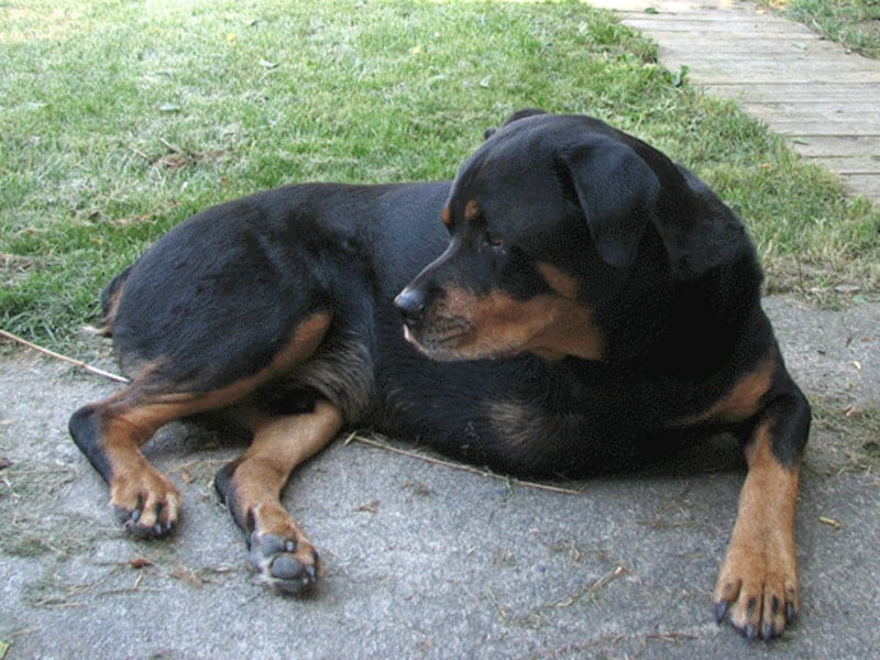 Canine Cancer dog hero Sam Rottweiler