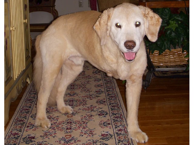 Three Legged dog Zeus 8 Months after Amputation