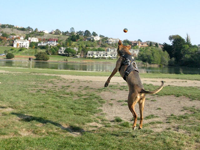 Three legged cancer dog Caira Sue leaps for ball 