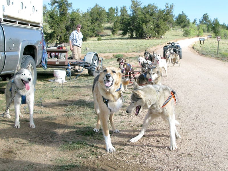 Jerry and Calpurnia Lead the Odaroloc Sled Dogs