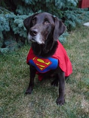 Superdog Hunter